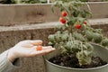 Person picking fresh cherry tomato from tomato plant in the vegetable garden Royalty Free Stock Photo