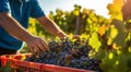 person picking grapes in vineyard, close-up of hand picking grapes, harvest for grapes