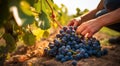 person picking grapes in vineyard, close-up of hand picking grapes, harvest for grapes