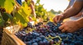 person picking grapes in vineyard, close-up of hand picking grapes, harvest for grapes