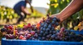 person picking grapes in vineyard, close-up of hand picking grapes, harvest for grapes