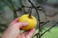 Person picking the last apple hangs on a tree in autumn Royalty Free Stock Photo