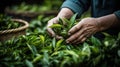 A person picking leaves from a bush of green tea, AI Royalty Free Stock Photo