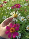 Person picking pink and white zinnia flowers in the garden. Young woman holding flower. Royalty Free Stock Photo