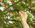 Person picking red mirabelle fruit