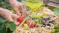 Person picking strawberries, home grown fruit and vegetable garden.