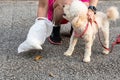 Person picking up dog poop from street with plastic bag Royalty Free Stock Photo