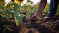 a person is picking up a sunflower in a field Royalty Free Stock Photo