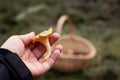 Person picking up a wild edible chanterelle mushroom in the forest