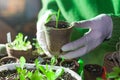 person planting a baby plant in sterile conditions seeded in coconut pot Royalty Free Stock Photo