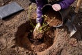 Person planting blueberry bush at home garden.