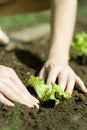 Person planting seedling