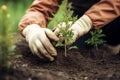 Person planting seedlings into soil, volunteer working with saplings, generative AI