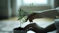 A person is planting a small plant in a pot Royalty Free Stock Photo