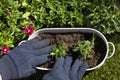 Person planting Sweet William bedding plants in a metal container.