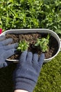 Person planting Sweet William bedding plants in a metal container.