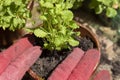 Person planting trailing lobelia into copper plant flower pots