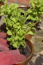 Person planting trailing lobelia into copper plant flower pots