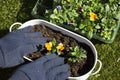 Person planting viola bedding plants in a metal container. Royalty Free Stock Photo