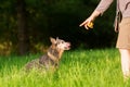 Person plays with an Australian cattledog