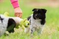 Person plays with Elo puppies outdoors