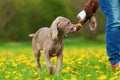 Person plays with her Weimaraner puppy