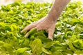 A person preparing fresh mint leaves to dry. Preparing peppermint for storage. A hand of a man spreads the leaves on the table