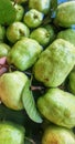 A person reaching for a bunch of green pears. Beautiful picture of guavas
