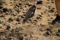 Person releasing a juvenile Cory's shearwater. Royalty Free Stock Photo