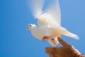 Person releasing pigeon