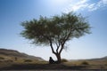 person resting under a lone desert tree, shielding from sun