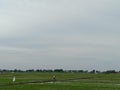 person ricefield view farmer paddy wild nature sky cool