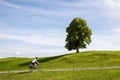 Person riding a bicycle along a hill with a tree