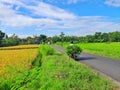 Person riding motorcycle brings greens on the back of it wears helmet on the street between rice fields in asia countryside