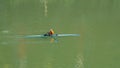 A person rowing boat on tiber River, Rome, Italy