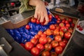 Person's hand grabbing a handful of fresh ripe red cherry tomatoes