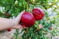 Person`s hand holding big red ripe pomegranate fruit hanging on a tree in garden Royalty Free Stock Photo