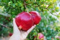 Person`s hand holding big red ripe pomegranate fruit hanging on a tree in garden Royalty Free Stock Photo