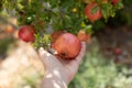 Person`s hand holding red ripe pomegranate fruit hanging on a tree in summer garden Royalty Free Stock Photo