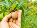 Man's hand picking wild fruits Royalty Free Stock Photo