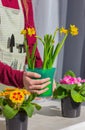 A person`s hands hold a pot with blooming yellow daffodils, next to it are primroses in flower pots on the windowsill