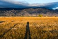Person`s shadow in a golden meadow Royalty Free Stock Photo