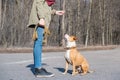 Training a grown-up dog to do `sit` command