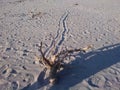 a person shadow besides the sea sand where a dry steam is fall down Royalty Free Stock Photo