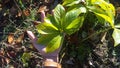Hand beneath hellebore plant with leaves
