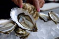 person shucking oysters on a bed of ice Royalty Free Stock Photo