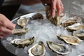person shucking oysters on a bed of ice Royalty Free Stock Photo