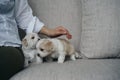 Person by bichon puppies at home Royalty Free Stock Photo