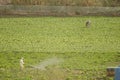 Person spraying a crop field and farmer in the background.