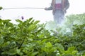 Person spraying a potato crop. Farmer applying insecticides to potatoes